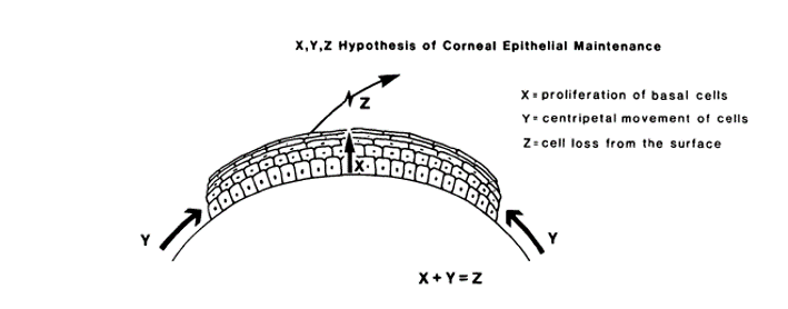 The X, Y, Z hypothesis of corneal epithelial maintenance